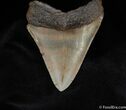 Sharp, Serrated Inch Megalodon Tooth #186-2